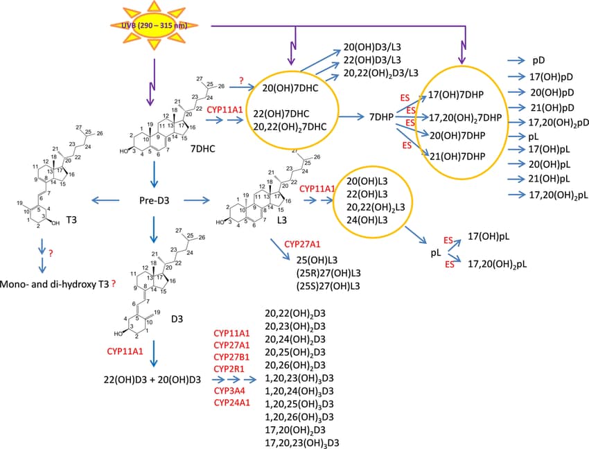 forms vit d