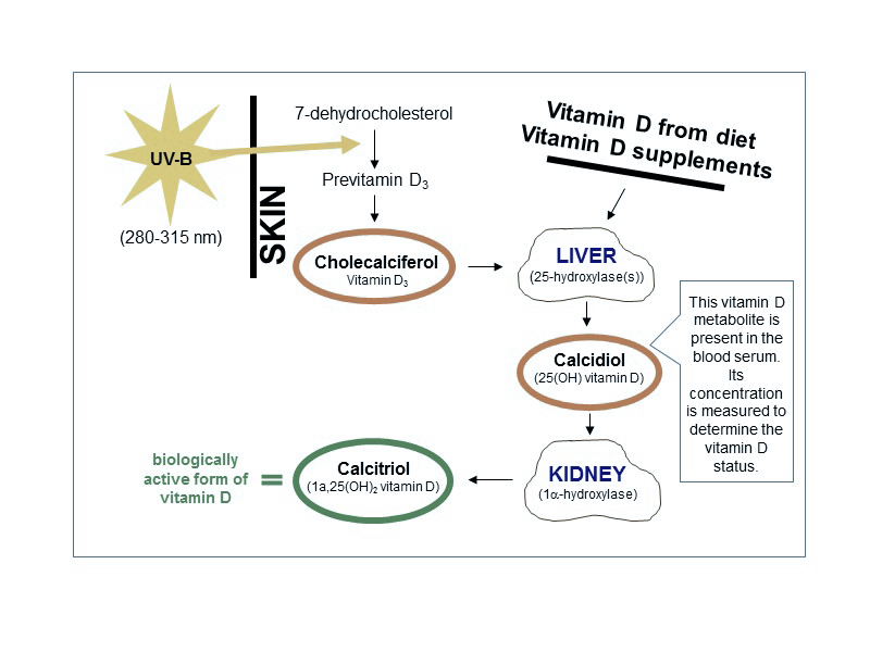 sup natural vit d