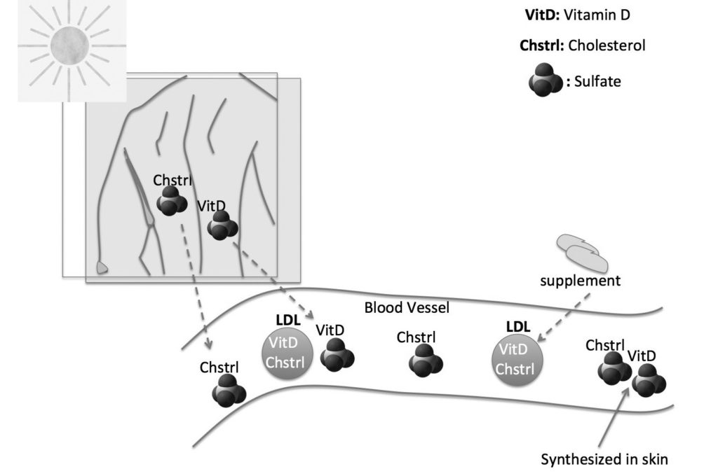 cholesterol vit d